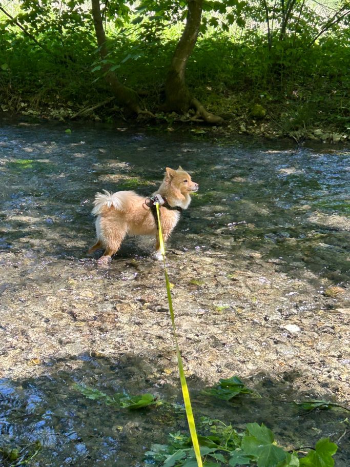 filstalpfoten-gassi-service-hundespaziergang-spass-im-wasser-geislingen.jpg