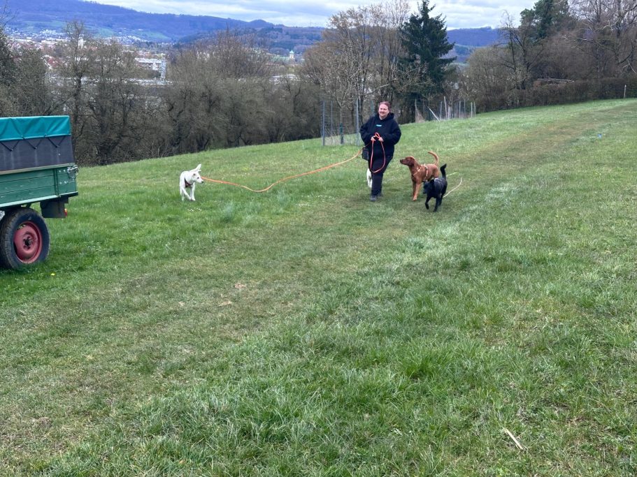 filstalpfoten-gassi-service-hundespaziergang-suessen