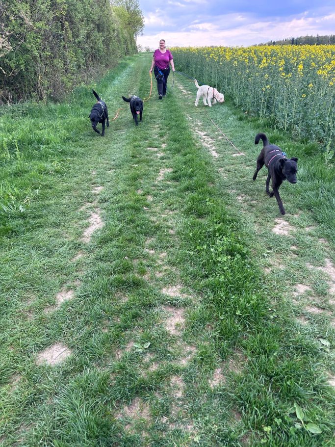 filstalpfoten-gassi-runde-hundewiese.jpg